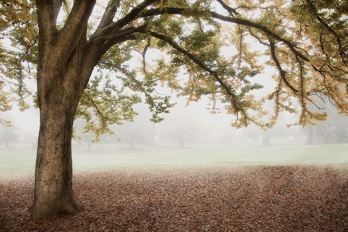 Park 1 Poster Print by Dianne Poinski - Item # VARPDXQPDRC025