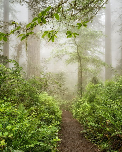 Summer Fog Poster Print by Dianne Poinski - Item # VARPDXQPDRC047