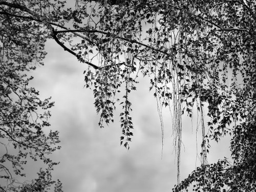 Summer Afternoon BW Poster Print by Dianne Poinski - Item # VARPDXQPDRC049A