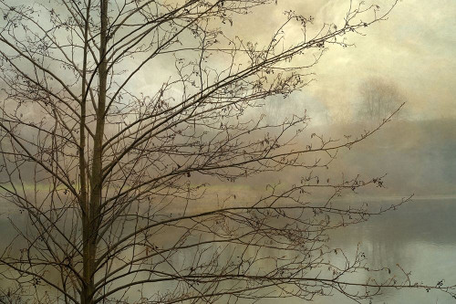 Branches Poster Print by Dianne Poinski - Item # VARPDXQPDRC051