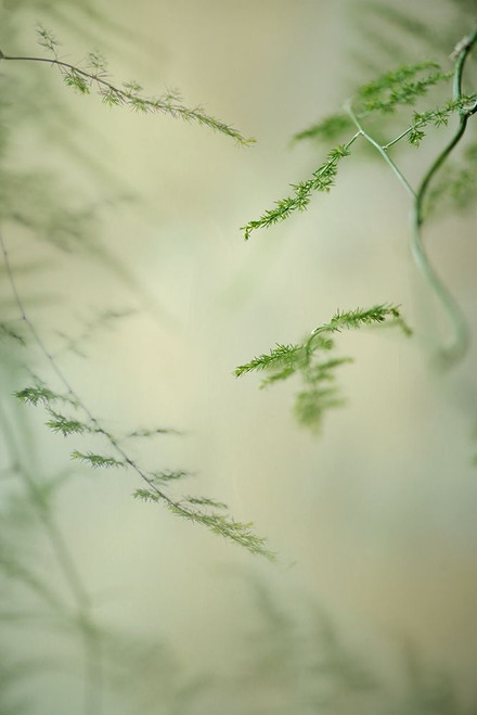 Soft Adagio 1 Poster Print by Dianne Poinski - Item # VARPDXQPDRC055A