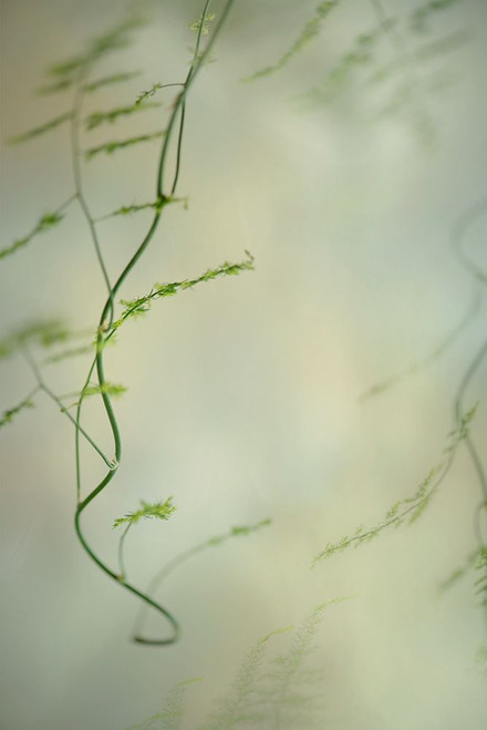 Soft Adagio 2 Poster Print by Dianne Poinski - Item # VARPDXQPDRC055B