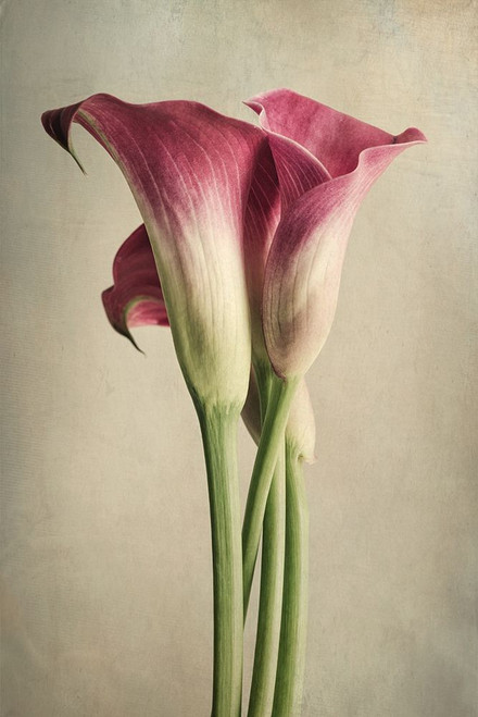 Calla Lily Pink Poster Print by Dianne Poinski - Item # VARPDXQPDRC063A