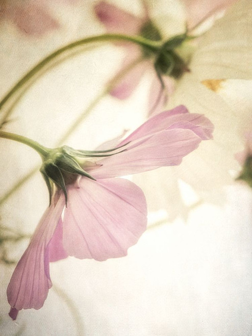 Petite Blush 2 Poster Print by Dianne Poinski - Item # VARPDXQPDRC13113