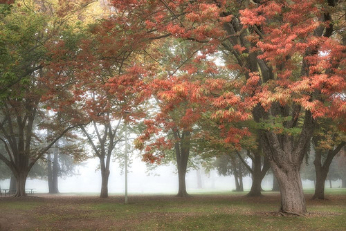 The Meadow 4 Poster Print by Dianne Poinski - Item # VARPDXQPDRC13274