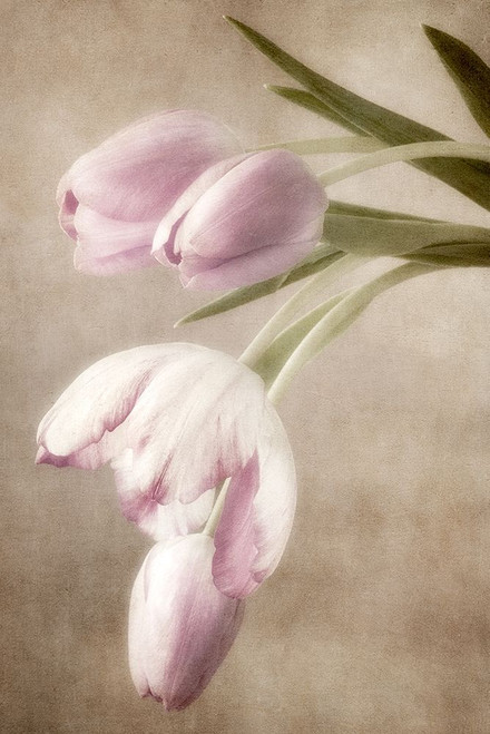 Lavender Tulips Poster Print by Dianne Poinski - Item # VARPDXQPDRC1603