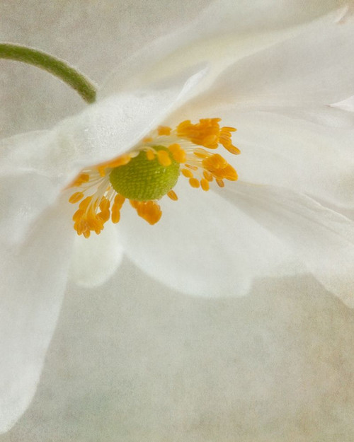 Spring Bonnet I Poster Print by Dianne Poinski - Item # VARPDXQPDRC1801