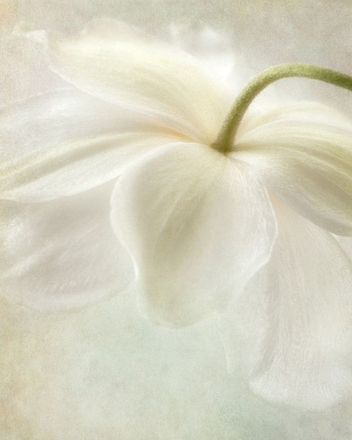 Spring Bonnet II Poster Print by Dianne Poinski - Item # VARPDXQPDRC1802