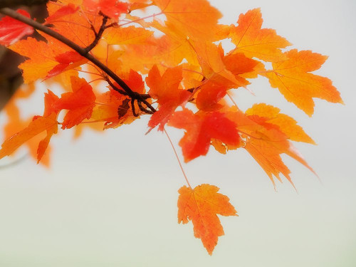 Red Branch 1 Poster Print by Dianne Poinski - Item # VARPDXQPDRC4101