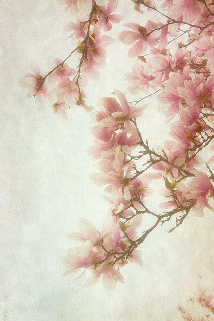 Pinker I Poster Print by Dianne Poinski - Item # VARPDXQPDRC7001