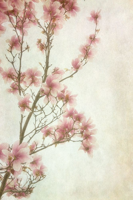 Pinker II Poster Print by Dianne Poinski - Item # VARPDXQPDRC7002