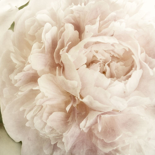 Peony 2 Poster Print by Dianne Poinski - Item # VARPDXQPDSQ003B