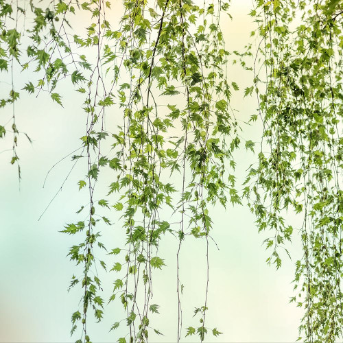 Whisper 2 Poster Print by Dianne Poinski - Item # VARPDXQPDSQ040B