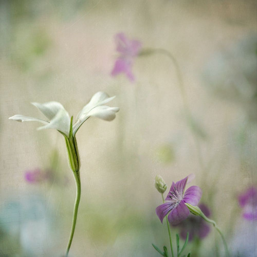 Early Spring 2 Poster Print by Dianne Poinski - Item # VARPDXQPDSQ043B