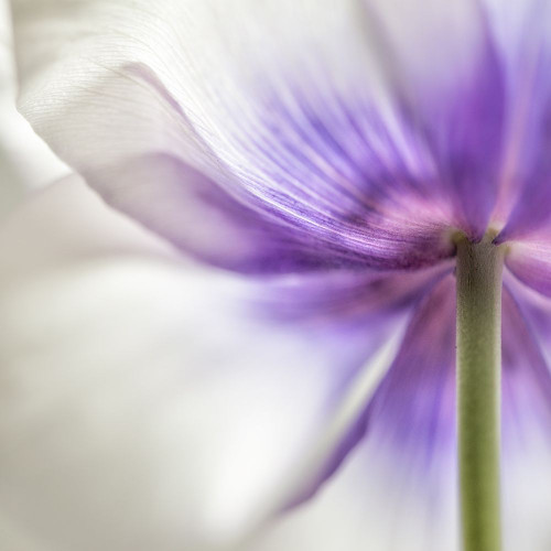 Spring Anemone III Poster Print by Dianne Poinski - Item # VARPDXQPDSQ064B
