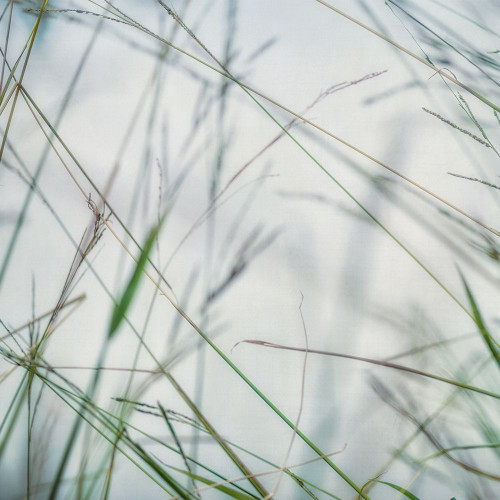 Bluff Grass II Poster Print by Dianne Poinski - Item # VARPDXQPDSQ066B