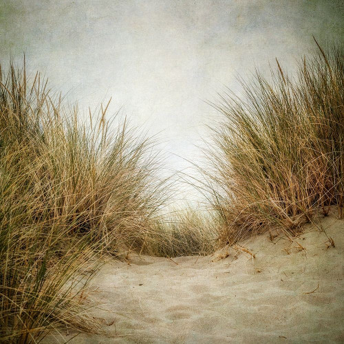 Beach Grasses 2 Poster Print by Dianne Poinski - Item # VARPDXQPDSQ13282
