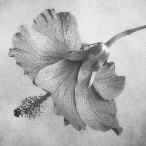 Black and White Hibiscus 1 Poster Print by Dianne Poinski - Item # VARPDXQPDSQ3101