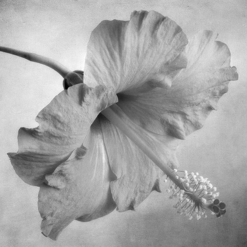 Black and White Hibiscus 2 Poster Print by Dianne Poinski - Item # VARPDXQPDSQ3102