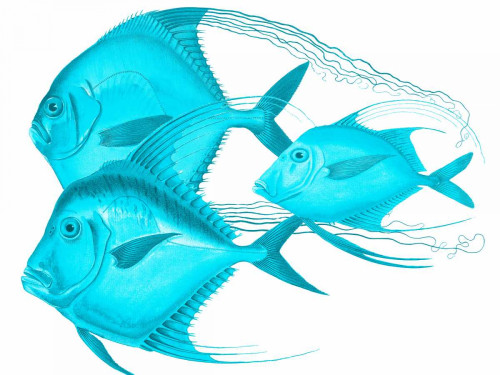 Angels Of The Deep Poster Print by Sheldon Lewis - Item # VARPDXSLBRC270D