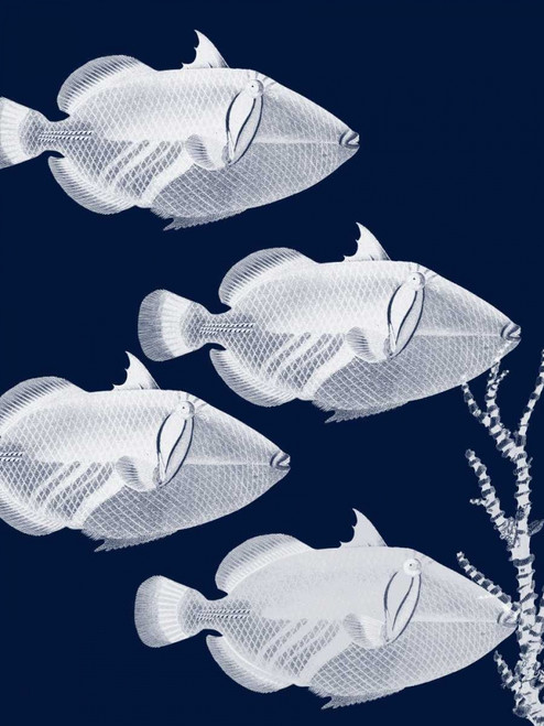 Coastal Orchestra Poster Print by Sheldon Lewis - Item # VARPDXSLBRC355A1