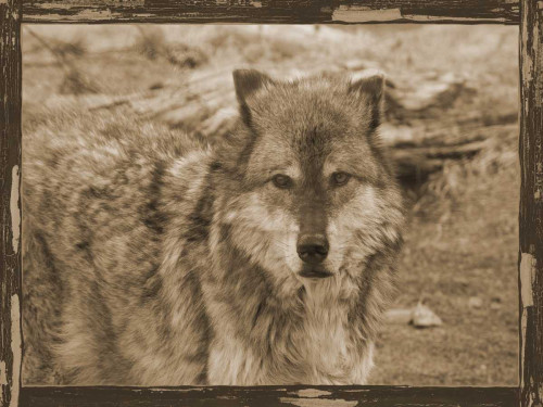 Wild Heart Poster Print by Sheldon Lewis - Item # VARPDXSLBRC357A