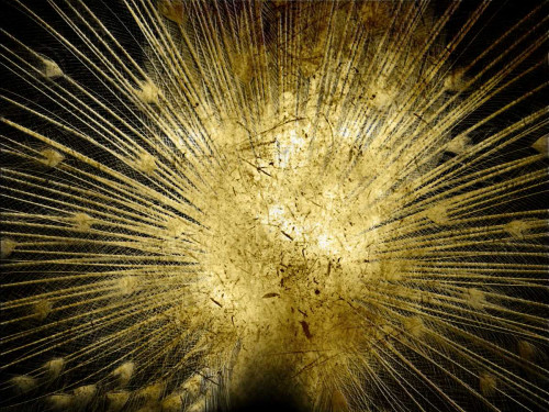 Golden Peacock Poster Print by Sheldon Lewis - Item # VARPDXSLBRC398A
