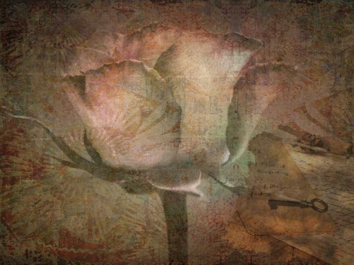 Rose Faith Poster Print by Sheldon Lewis - Item # VARPDXSLBRC412A