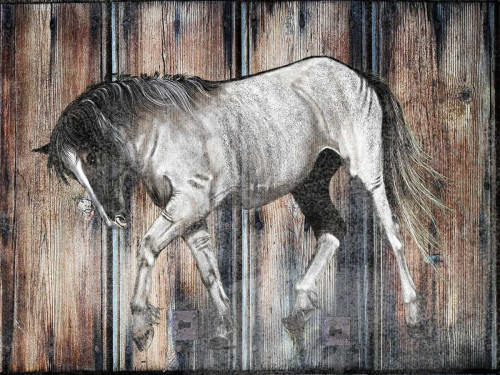 Farm Horse Poster Print by Sheldon Lewis - Item # VARPDXSLBRC449A
