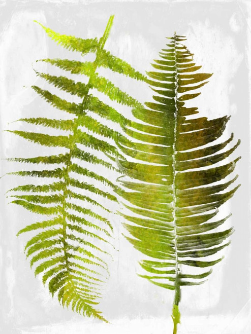 Tropic Spring Poster Print by Sheldon Lewis - Item # VARPDXSLBRC461A