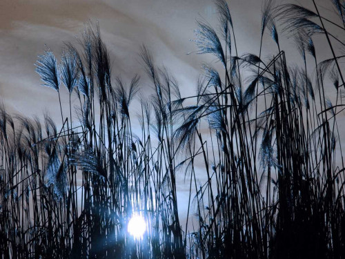 Blue Sunset Poster Print by Sheldon Lewis - Item # VARPDXSLBRC486A