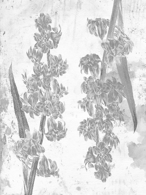 Floral Black Poster Print by Sheldon Lewis - Item # VARPDXSLBRC570A