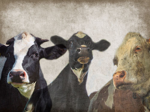 Selfie Family Poster Print by Sheldon Lewis - Item # VARPDXSLBRC611A