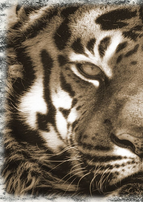 Tiger Claw 1 Poster Print by Sheldon Lewis - Item # VARPDXSLBRC646A