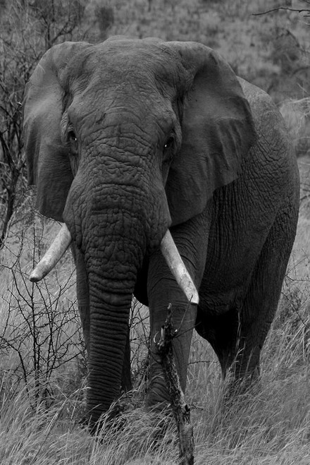 Dark Night Phant Poster Print by Sheldon Lewis - Item # VARPDXSLBRC663B