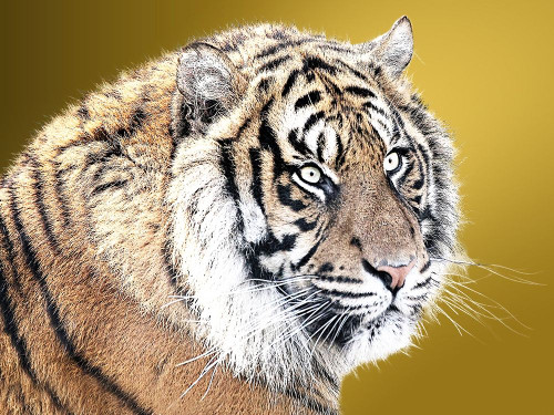 Tiger Eyes Poster Print by Sheldon Lewis - Item # VARPDXSLBRC736A