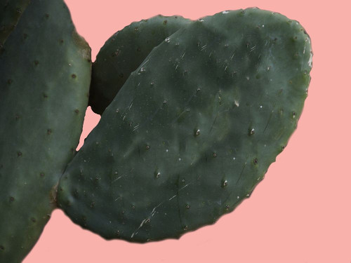 Cactus Wall Poster Print by Sheldon Lewis