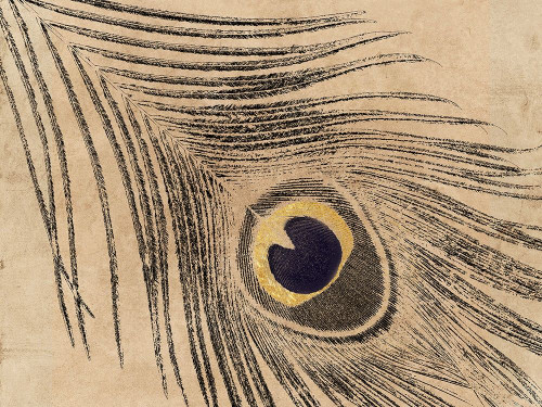 Gold Line Peacock Poster Print by Sheldon Lewis - Item # VARPDXSLBRC809A