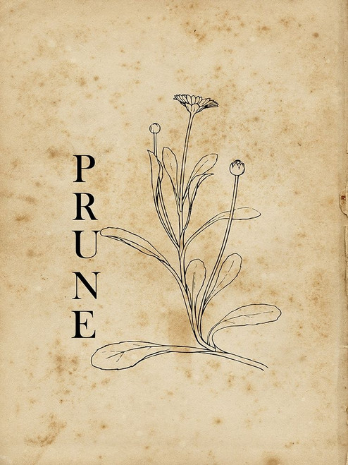 Prune Poster Print by Sheldon Lewis - Item # VARPDXSLBRC867C