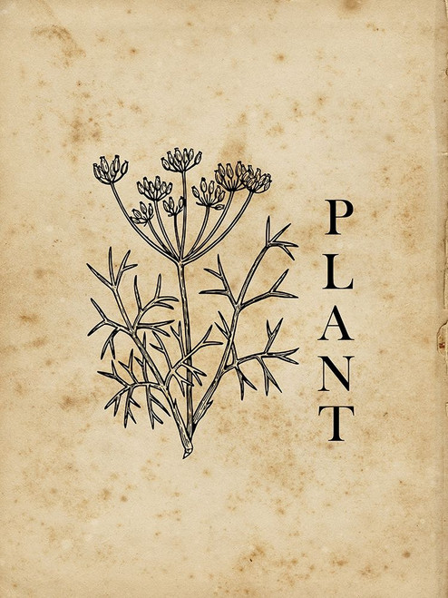 Plant Poster Print by Sheldon Lewis - Item # VARPDXSLBRC867D