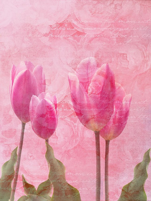 Tulip Love 2 Poster Print by Sheldon Lewis