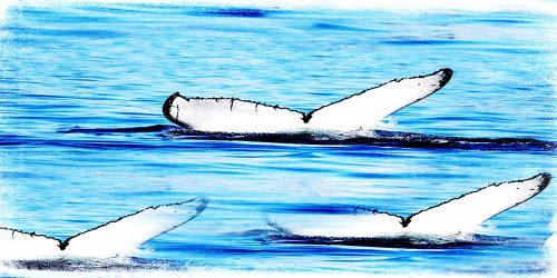 Whale Watching Poster Print by Sheldon Lewis - Item # VARPDXSLBRN057A