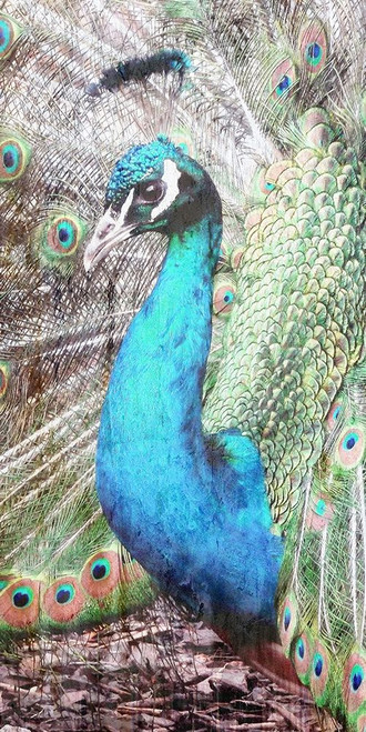 Colered Elegance 2 Poster Print by Sheldon Lewis - Item # VARPDXSLBRN078B