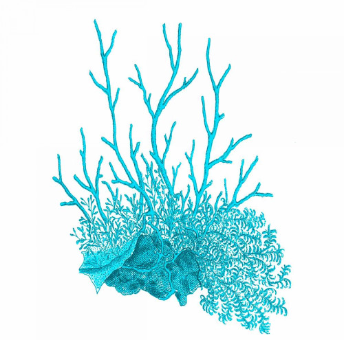 Blue Coral 2 Poster Print by Sheldon Lewis - Item # VARPDXSLBSQ260B