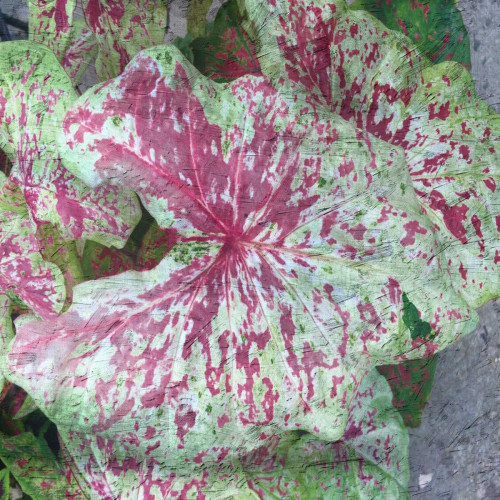 Tropical Plant 2 Poster Print by Sheldon Lewis - Item # VARPDXSLBSQ307B