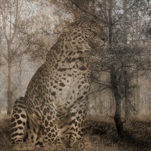 Wild Jungle 1 Poster Print by Sheldon Lewis - Item # VARPDXSLBSQ383A