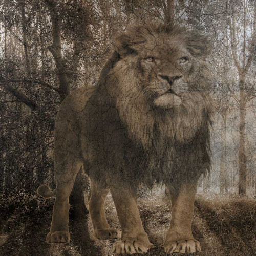 Wild Jungle 2 Poster Print by Sheldon Lewis - Item # VARPDXSLBSQ383B