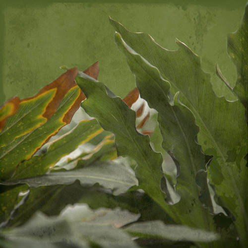 Botanical Garden Poster Print by Sheldon Lewis