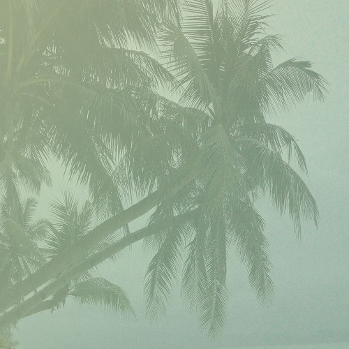 Palm Grove Poster Print by Sheldon Lewis - Item # VARPDXSLBSQ762A