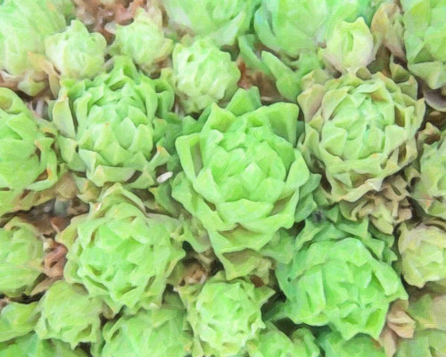 ABSTRACT SUCCULENT Poster Print by Taylor Greene